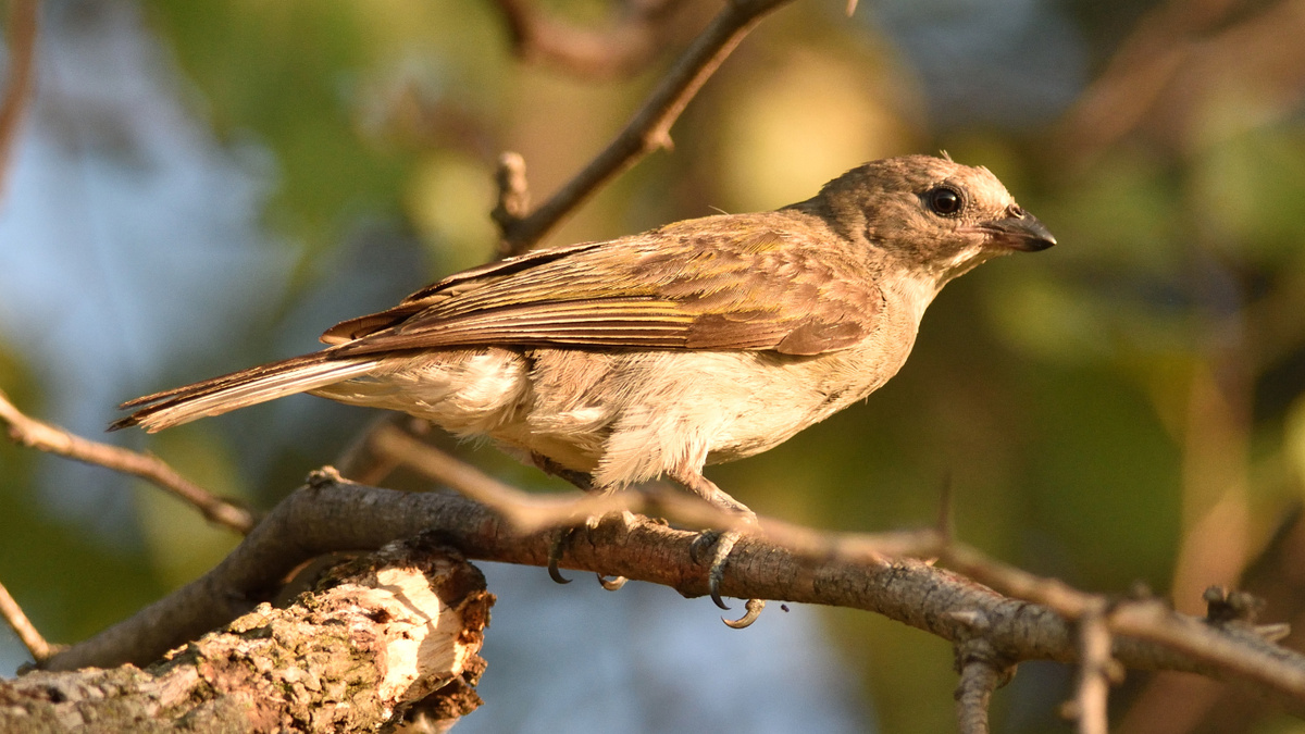     Фото: Clayton Burne/Shutterstock/FOTODOM Птица-медоуказчика