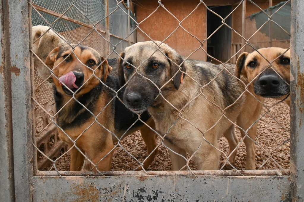 Фото: Гала Амарандо