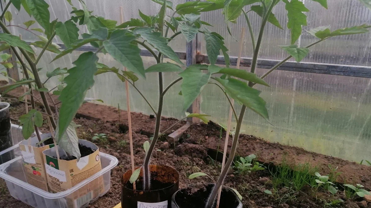 Переросшая рассада томатов