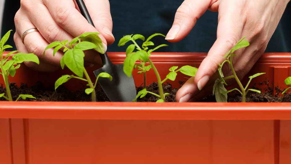 Пикировка рассады