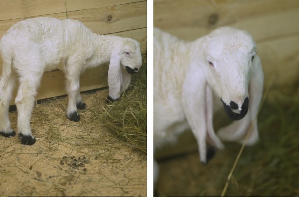    Родители ягненка - овца Флотилия и баран Артамон. Фото: пресс-служба Новосибирского зоопарка имени Р.А.Шило