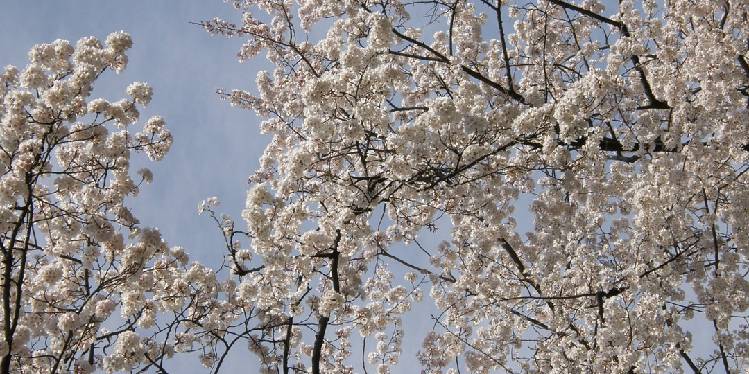 ЦВЕТУЩАЯ САКУРА. Часть 1