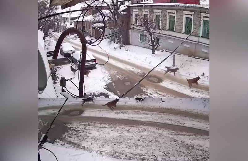     Фото: скрин видео