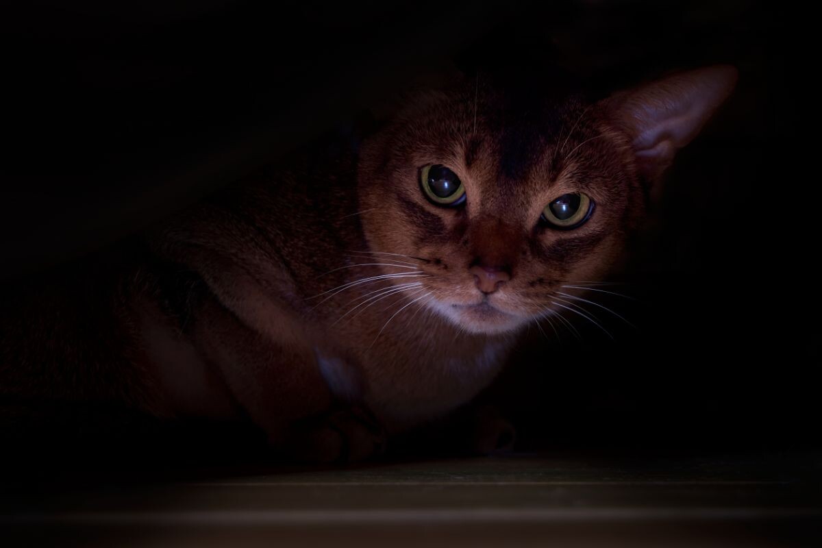 Кошка прячется в темные места
