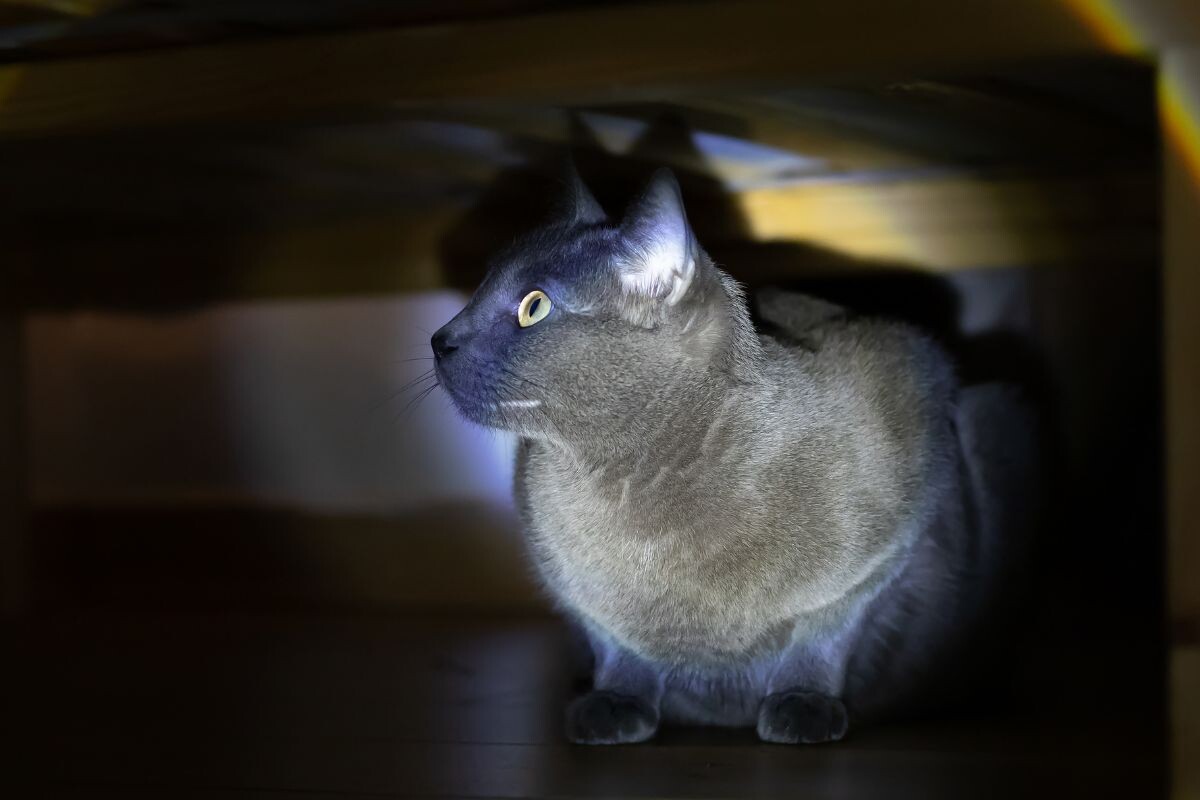 Кот прячется в темноте 