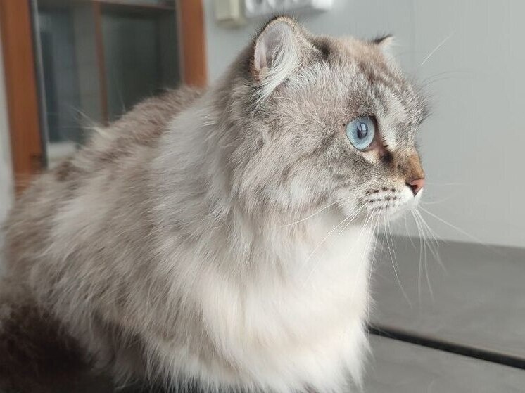     Фото: управление ветеринарии