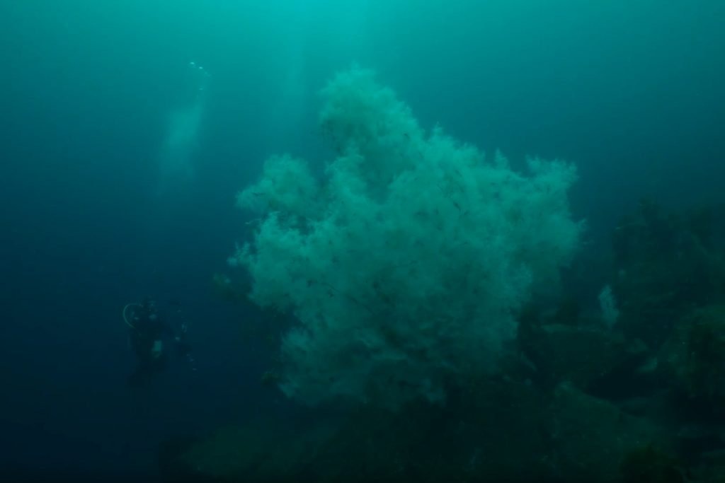 Изображение: скриншот видео science.mail.ru📷
