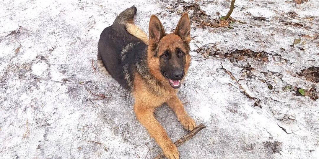 Потерялся молодой кобель овчарки