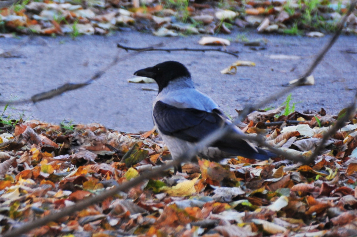 Ворона Кар-ра