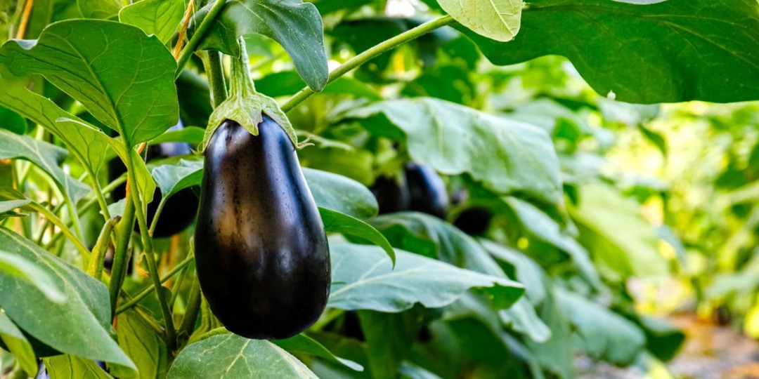 Лучшие сорта баклажанов — самые надёжные, вкусные, урожайные