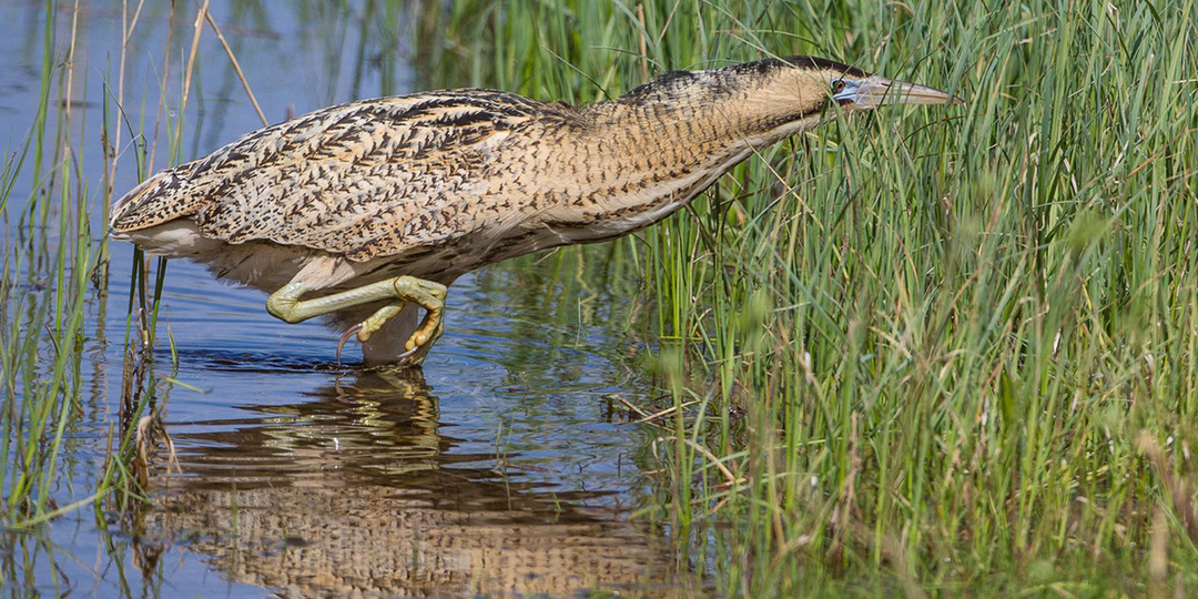 Большая выпь