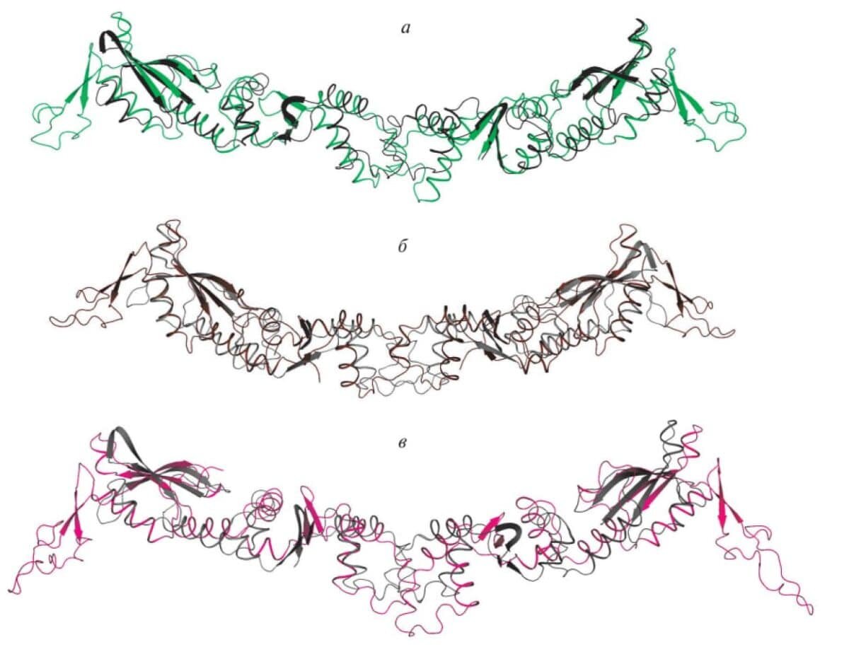    C-концевая ДНК-мимикрирующая часть, структурно выровненная на классический ArdA из Tn916 / © «Генетика»