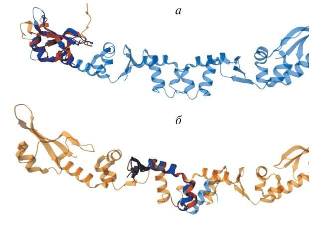    Структурная гомология маленьких ДНК-мимикрирующих белков / © «Генетика»