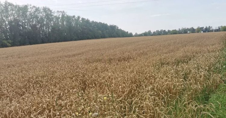    Фото: Лукьянов Дмитрий, AgroXXI.ru