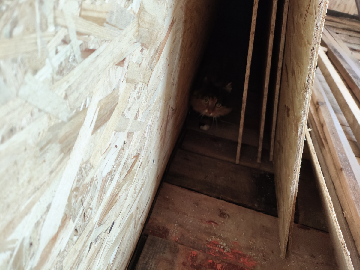 Любопытная варвара