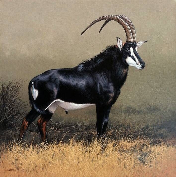 ЧЕРНАЯ АНТИЛОПА (HIPPOTRAGUS NIGER)