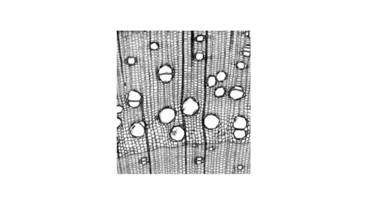 Древесина в оптическом микроскопе - интересный композит