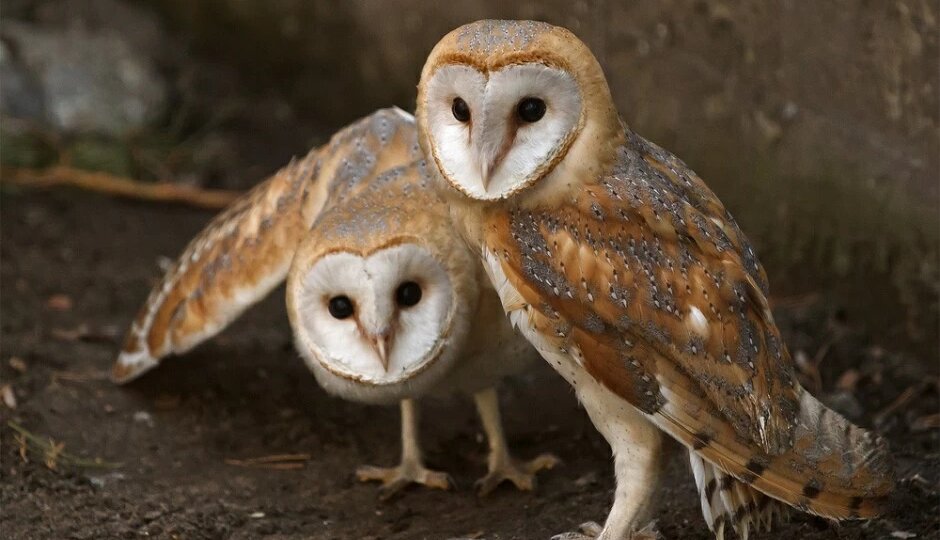 Обыкновенная сипуха