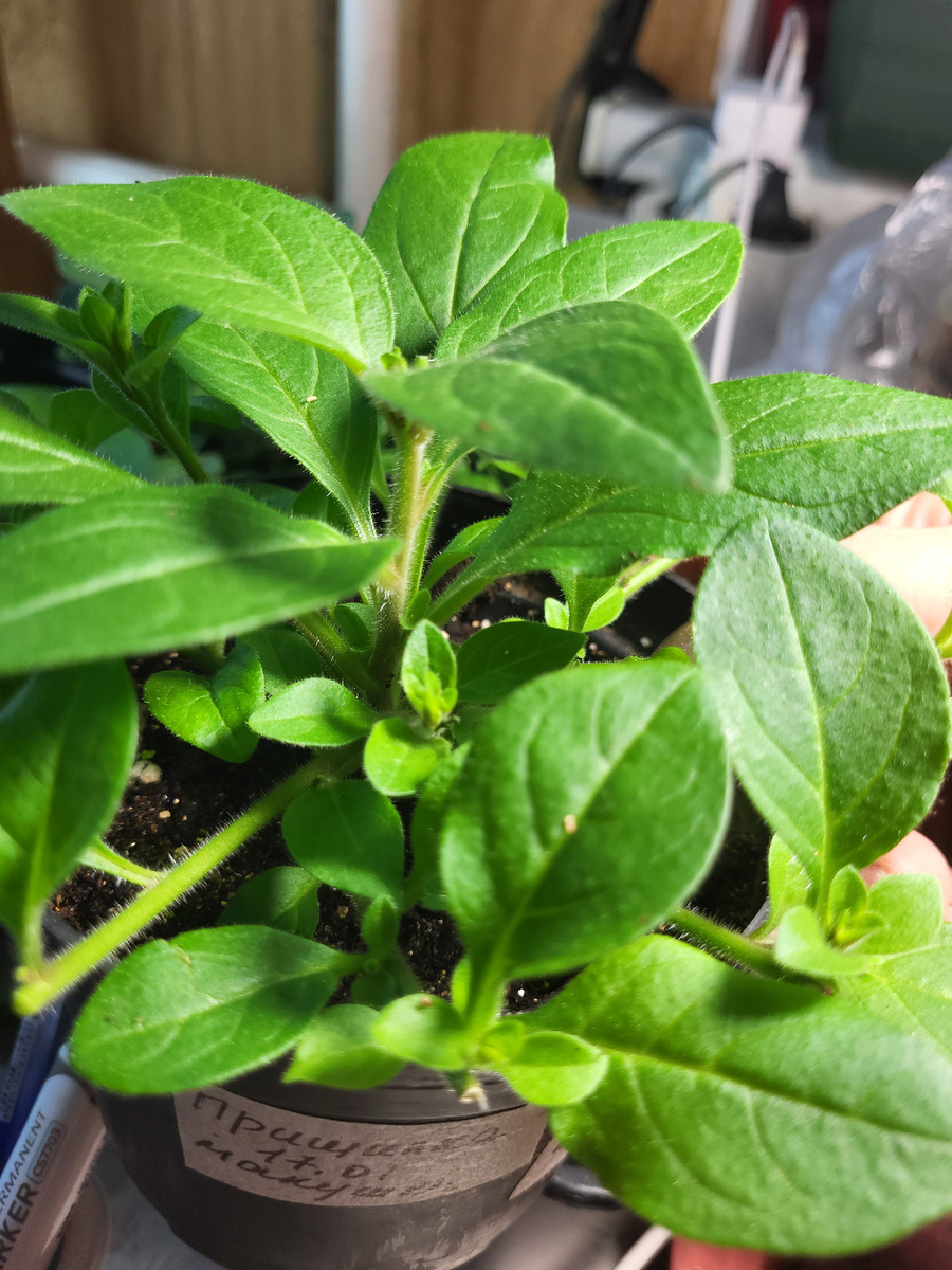 Маточный куст петунии на начальном этапе черенкования. Макушка прищипнута, первые черенки сняты. Нарастают боковые побеги