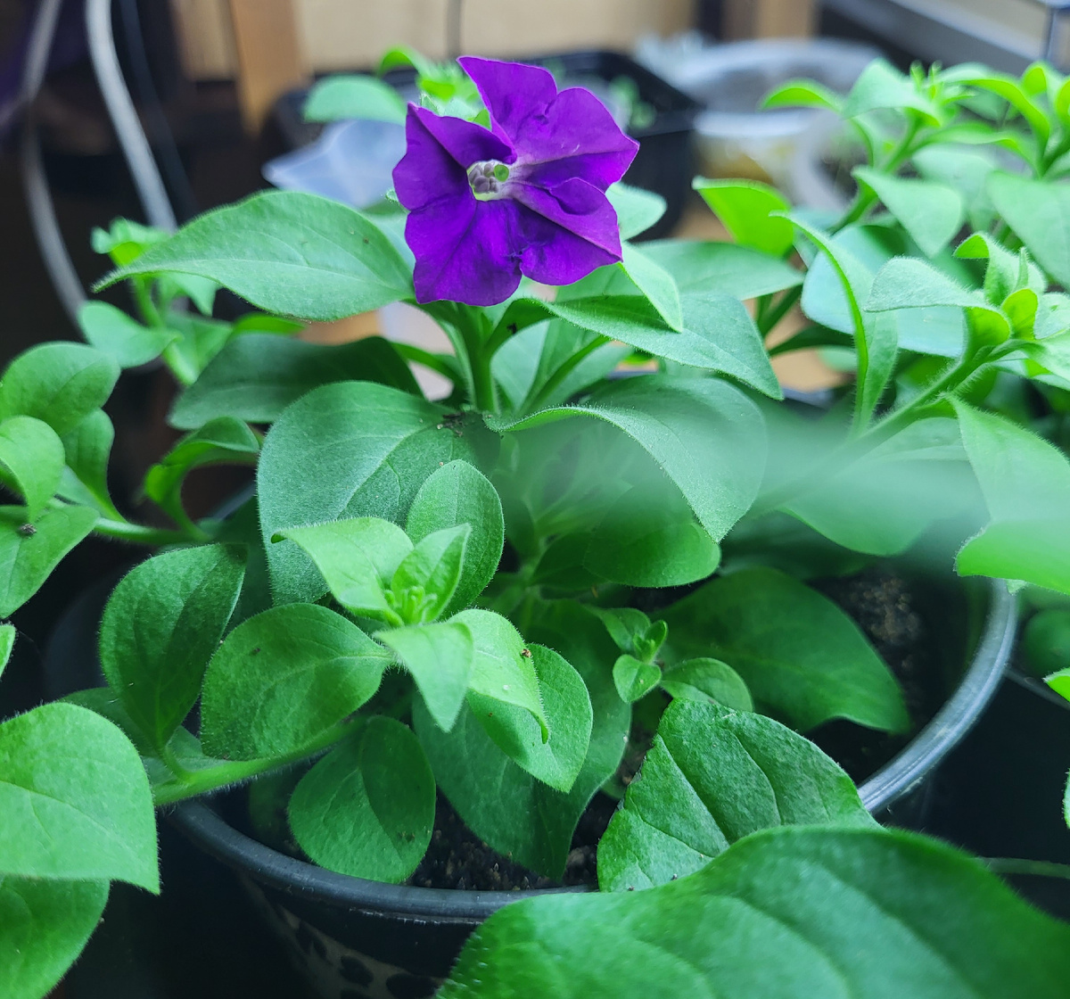 Зацвел маточный куст петунии Шок вейв Деним. Срочно убрать все соцветия!