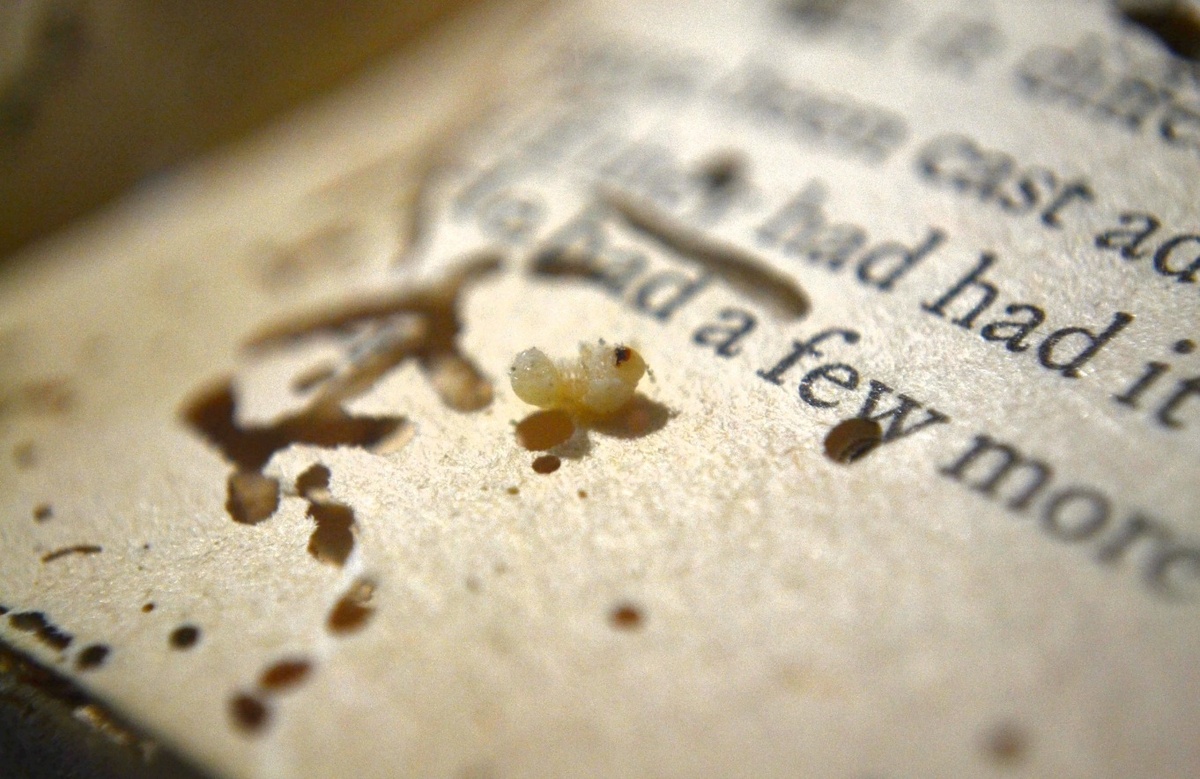    Личинка насекомого внутри книги. Источник изображения: wikimedia.org
