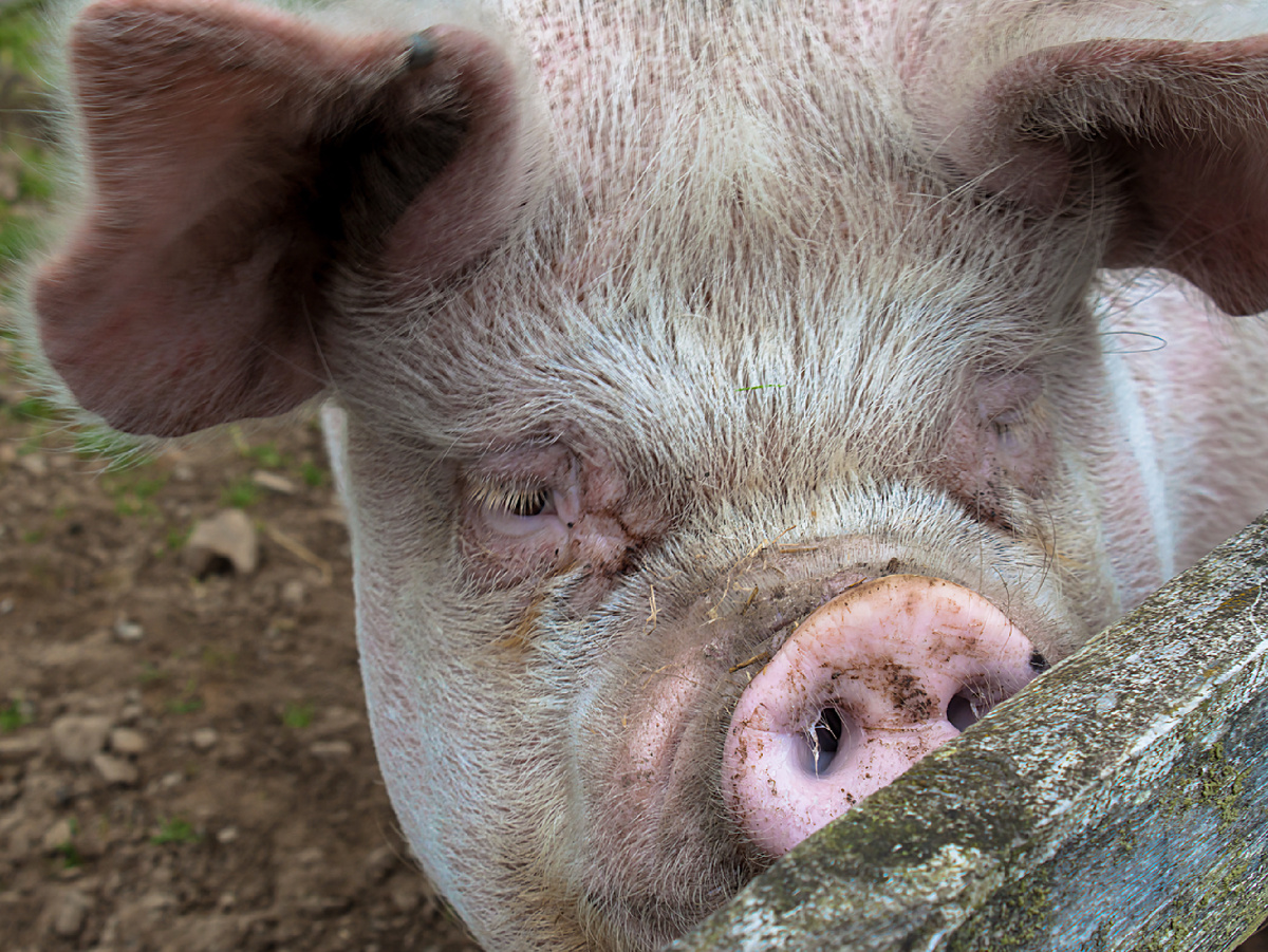 Фотография: andyhay, CC BY 2.0 