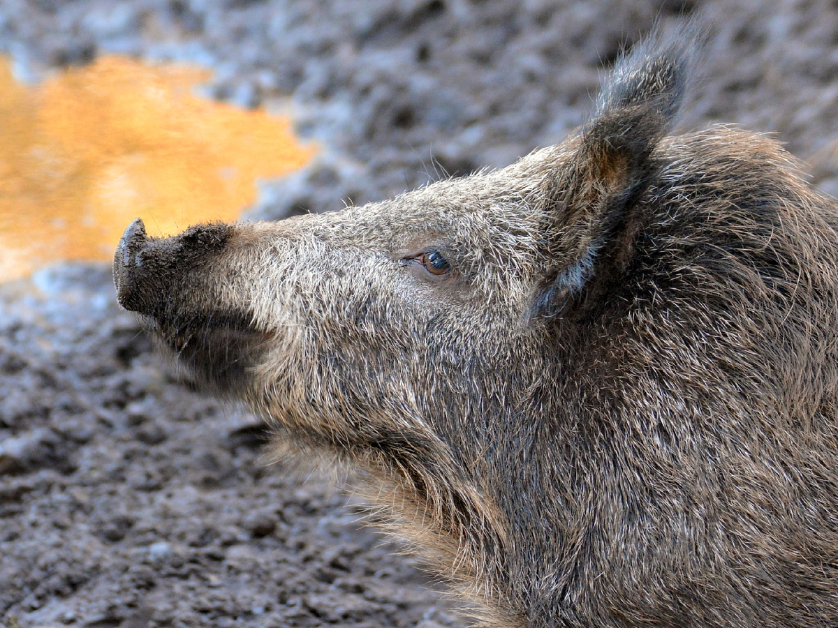 Переиграть Саловичка на его территории — задача со звёздочкой! Охотник может вываривать капкан в хвое, натирать его землёй и верить в удачу, да только всё тщетно. Для кабана железо пахнет железом... А руки человека опасностью.  
