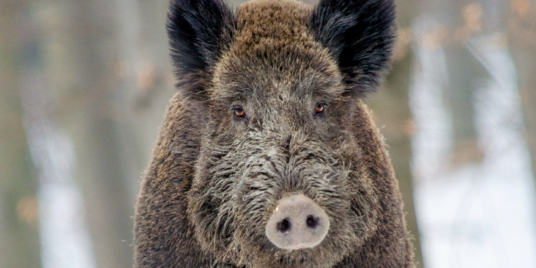 Почему кабан не попадает в капкан: 10 интересных фактов о секаче