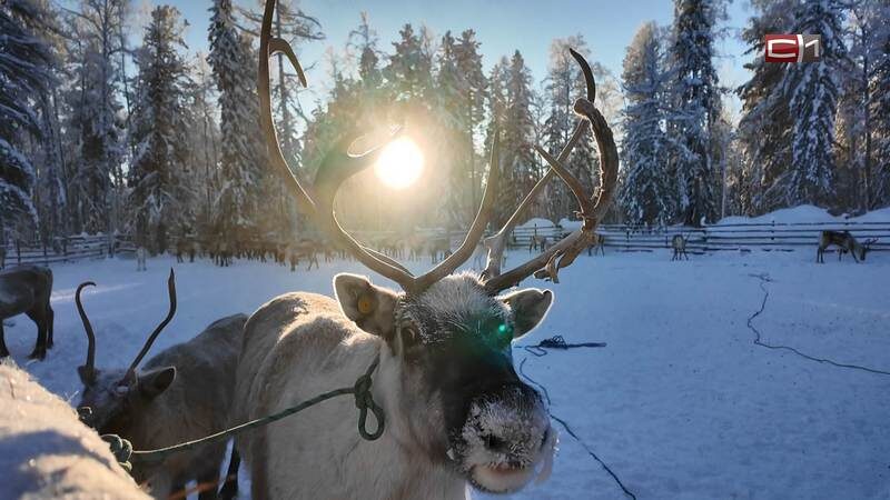    Северные олени из глухих стойбищ Сургутского района прошли медицинский осмотр