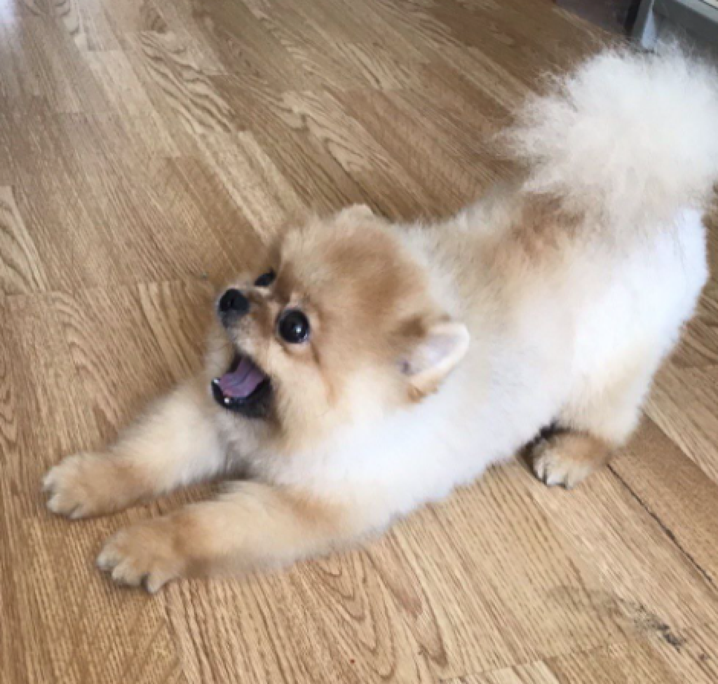 Честер
Фото: личный архив Елены