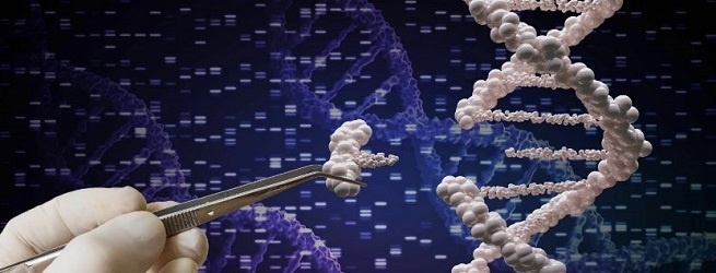 как «редактируют» ДНК