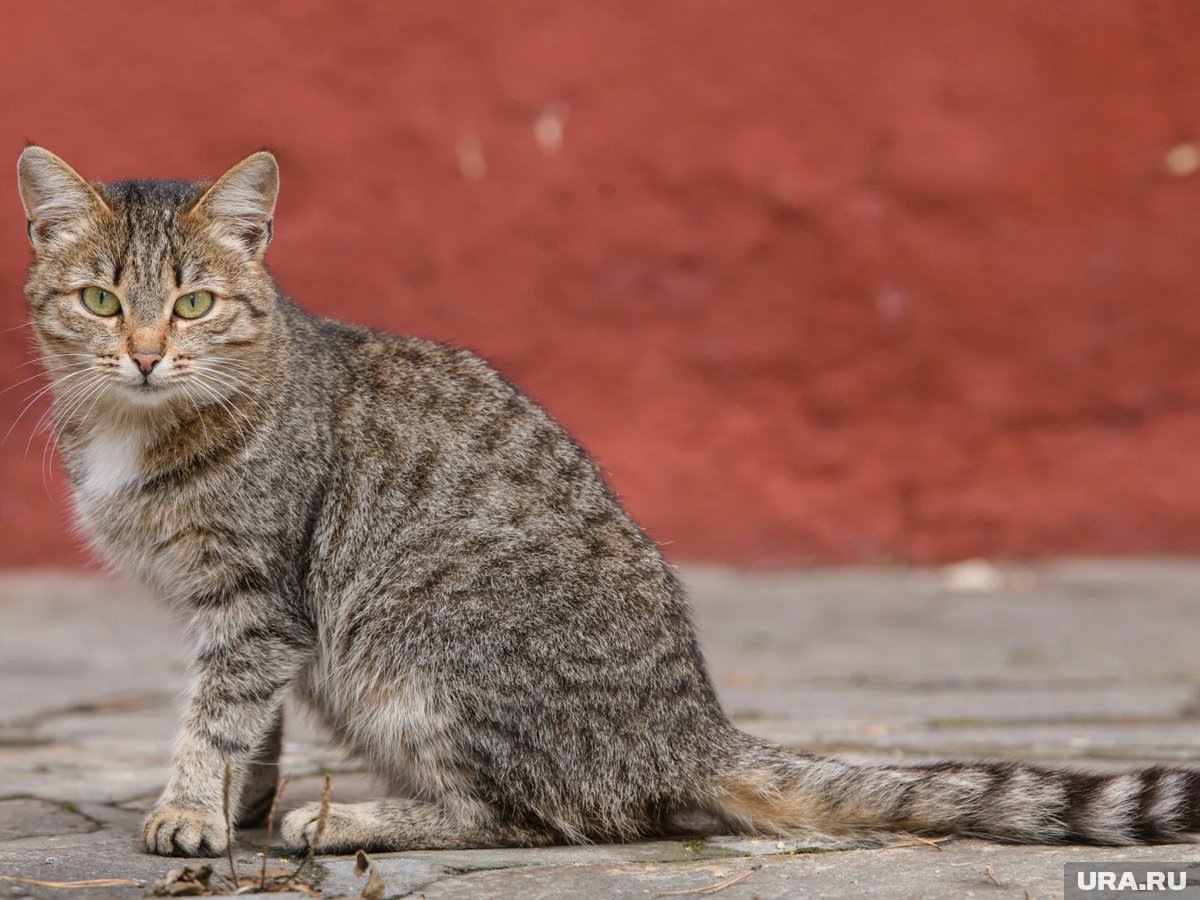     Укушенная кошкой женщина не стала обращаться за помощью к врачам