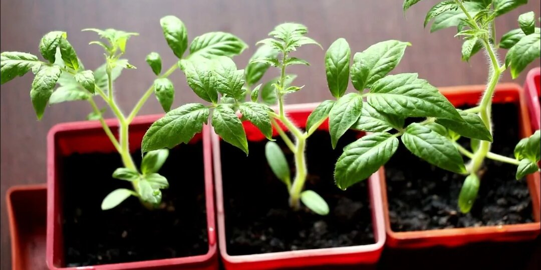 Секреты «золотого» грунта: как приготовить идеальную почвосмесь для рассады томатов и огурцов, которая превзойдет любые магазинные аналоги