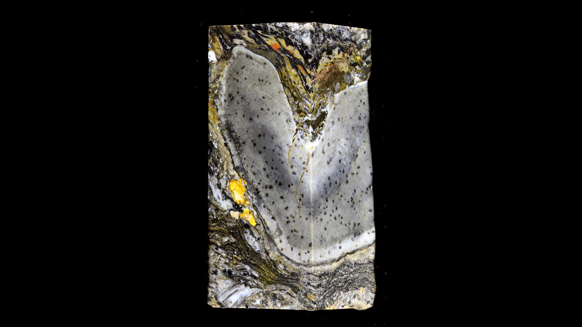     Фото: University of Edinburgh