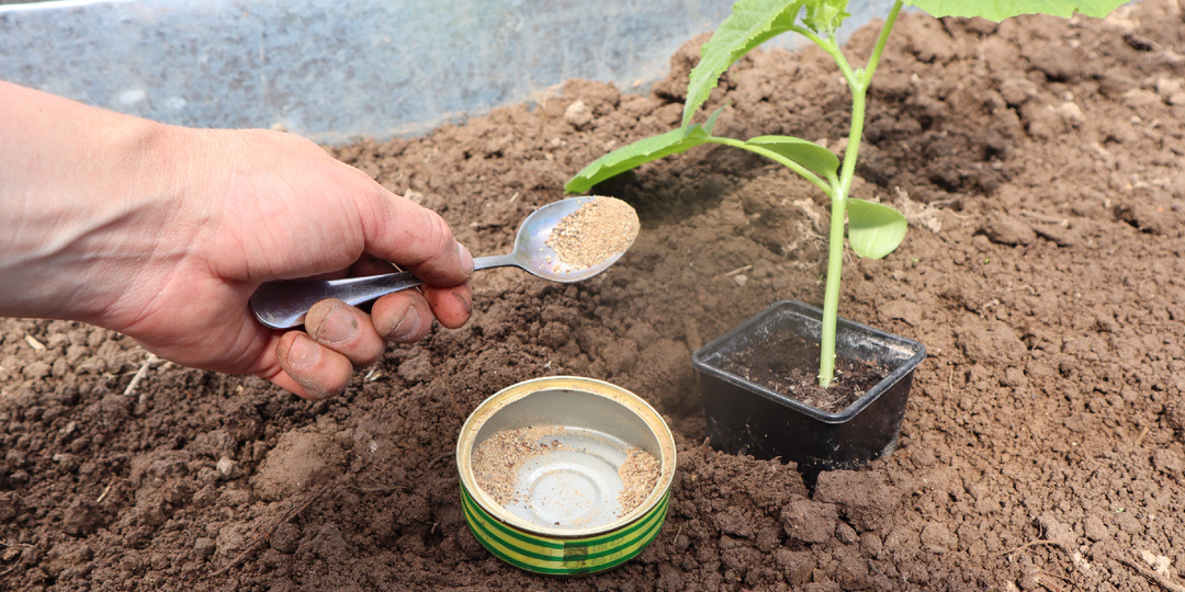 Натуральное удобрение которое тысячи садоводов выкидывают каждый день. Ох как зря! Рассказываю секрет бесплатной подкормки.