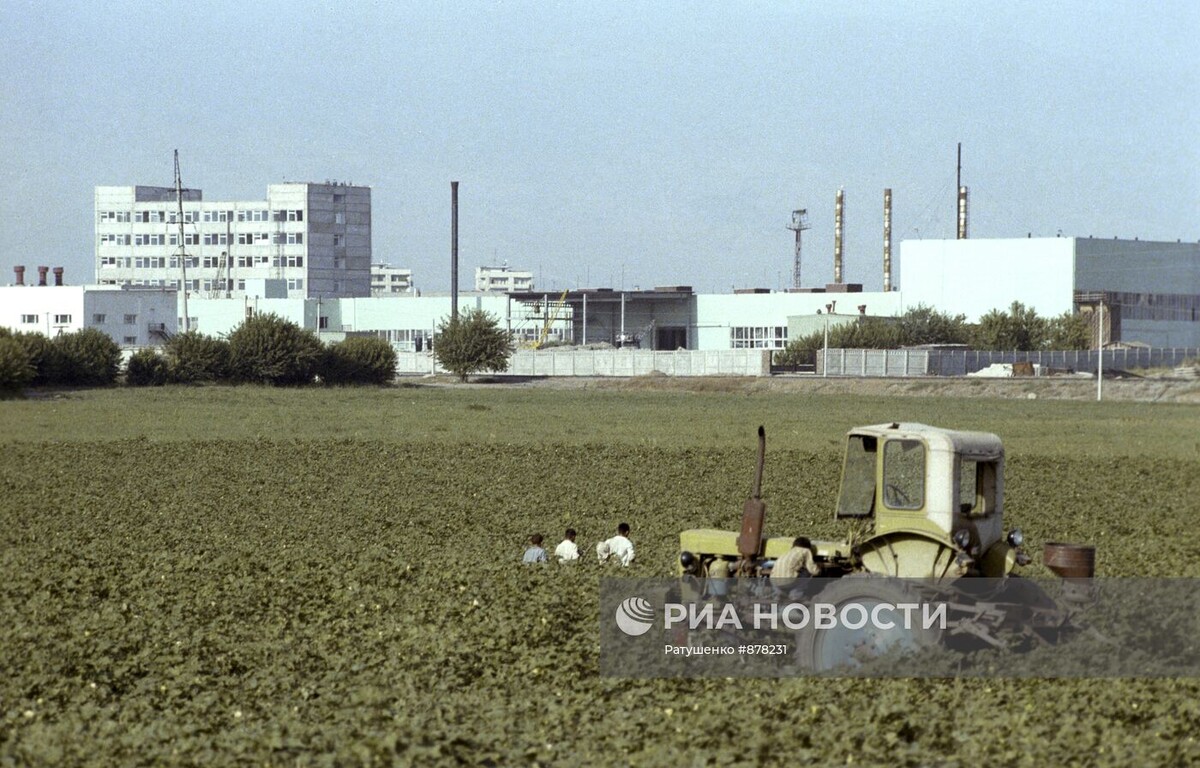 Хлопковое поле. На втором плане здание фарфорового завода. Дата события: 01.06.1982. Фото № 878231. Автор: Ратушенко. РИА Новости. Источник: riamediabank.ru