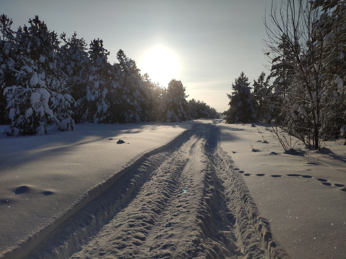 Солнце встает над зимним лесом
