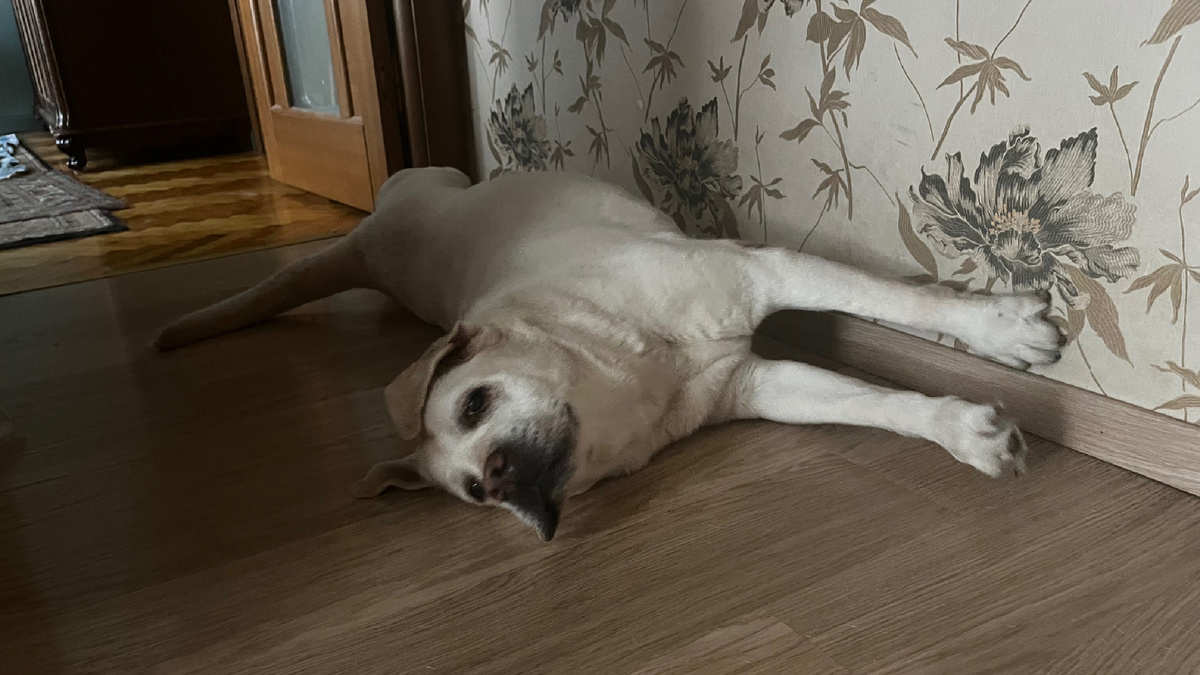 Глядя на мою лениво потягивающуюся подругу очень слабо верится в такую феноменальную работоспособность ее предков.