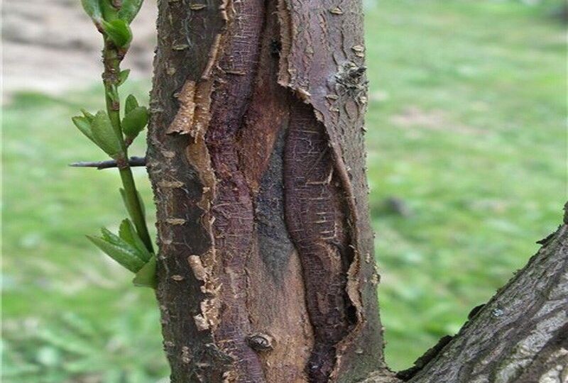 Почему у плодовых деревьев отслаивается кора: причины, лечение и профилактика