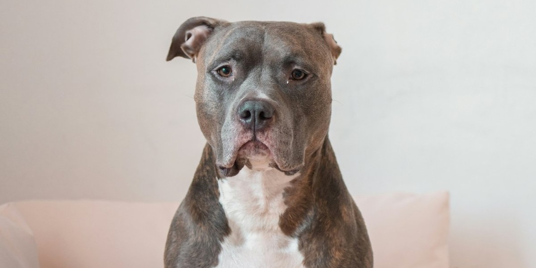 Сколько лет живут питбули: секреты долголетия вашего питомца