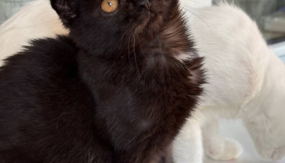 Черный вислоухий котенок мальчик ищет дом!