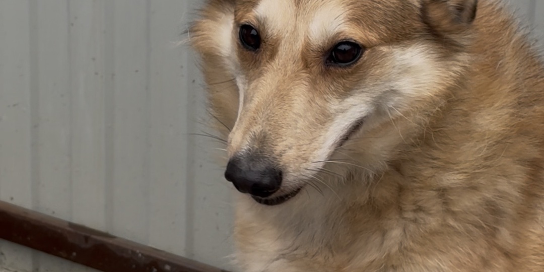В мороз им заливали будку и отбирали еду. Райда и Лисичка