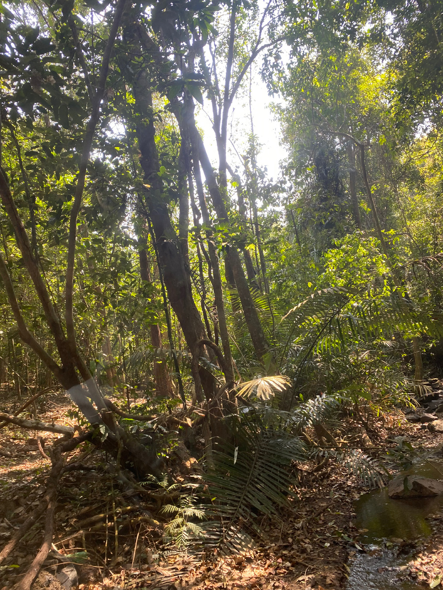 Там говорят водятся и леопарды и змеи. Все это чрезвычайно мило.