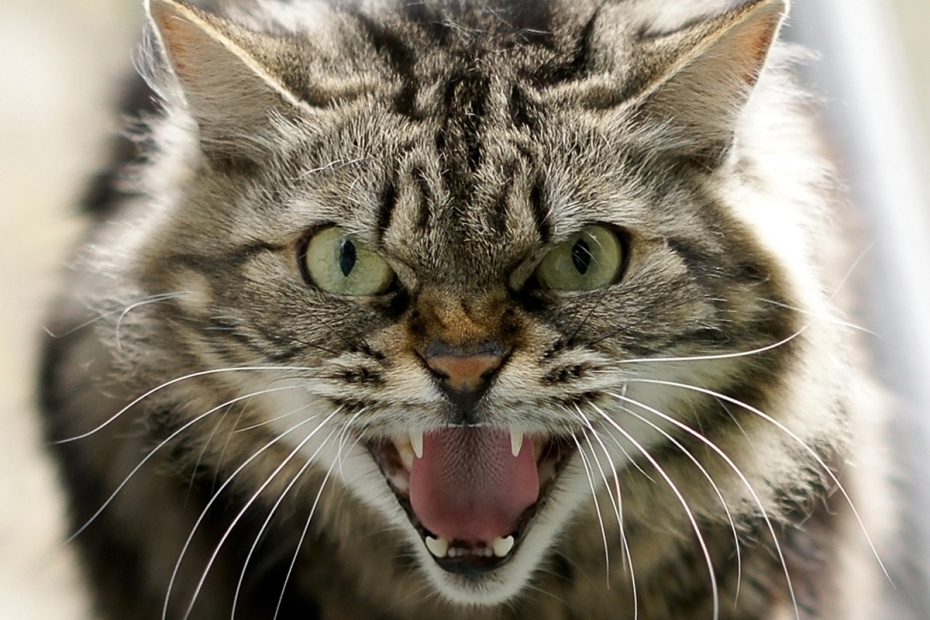    Shutterstock/FOTODOM