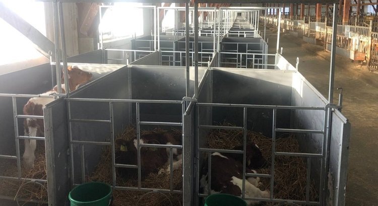 Лучше содержать телят вместе или отдельно? Ответ практика