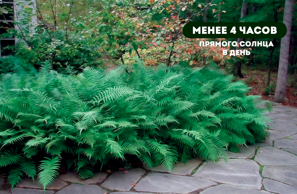 Источник фото: https://bigfoto.name/photo/19058-kochedyzhnik-zhenskij-v-landshaftnom-dizajne-s-chem-sochetaetsja-87-foto.html