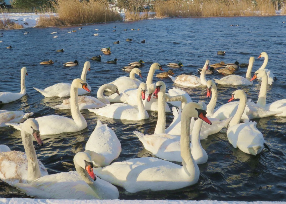 Р.Анапка зима 2026г.