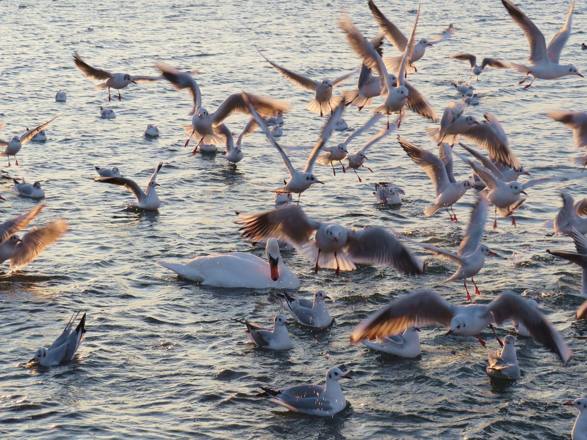 Чайки лебеди на р.Анапке 