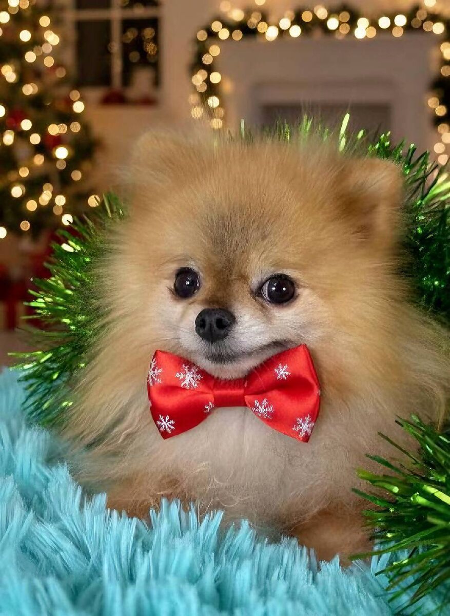 Маленькая собачка из приюта Домик Мелкашей ищет дом