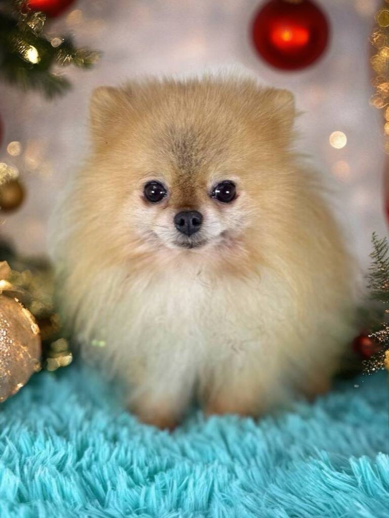 Маленькая собачка из приюта Домик Мелкашей ищет дом